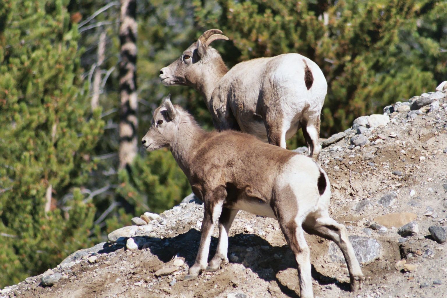 Bighorn Sheep